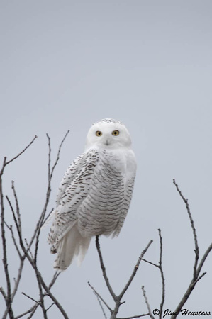 _DSC1351-Snowy Owl