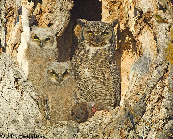 Great Horned Owl with Young