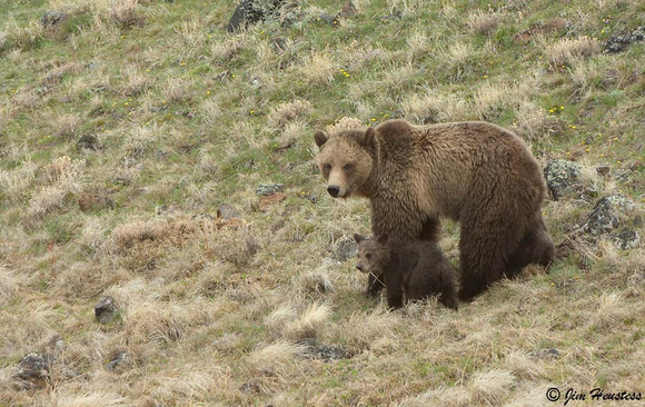 _DSC1777-Grizzly Sow with Cubs