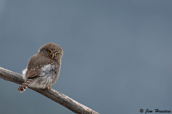 _DSC2531-Northern Pygmy Owl
