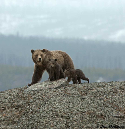 Grizzly with Cubs